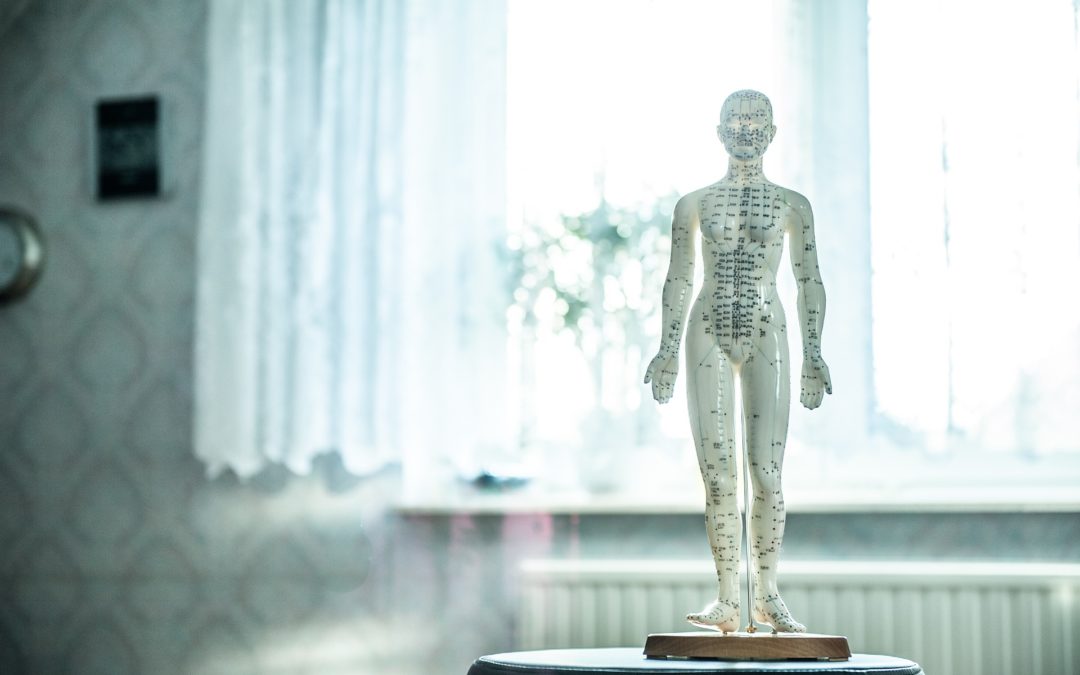 Acupuncture Body Model