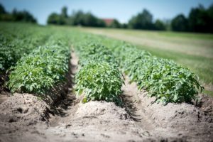 agriculture