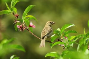 Bird Green Leaves Floral